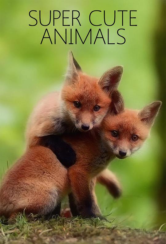超萌動物(全集)